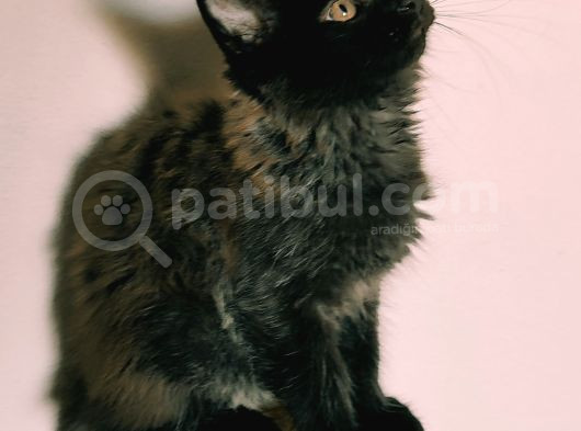 Kedi Kılığına Girmiş Vaşak Leo görsel