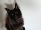 Kedi Kılığına Girmiş Vaşak Leo