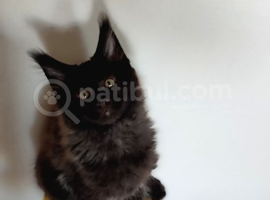 Kedi Kılığına Girmiş Vaşak Leo görsel