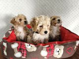 Ev Üretimi Sağlık Garantili Maltipoo Yavrularımız