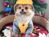Şecereli Teacup Tedybear Pomeranian Boo