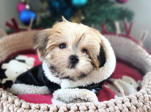 Orjinal Teacup Morkie Yavrularımız görsel