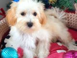 Orjinal Maltepoo Yavrular