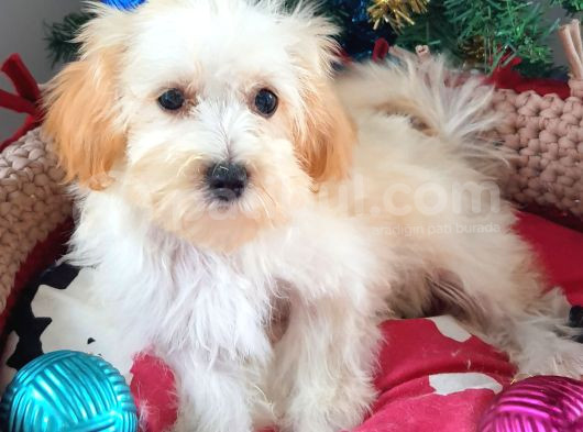 Orjinal Maltepoo Yavrular