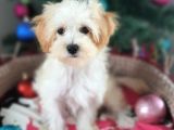 Orjinal Maltepoo Yavrular