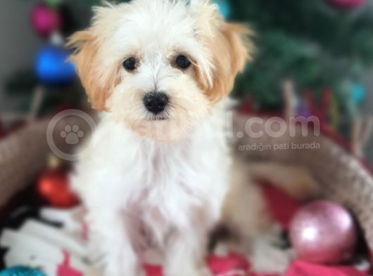Orjinal Maltepoo Yavrular görsel