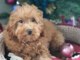Şecereli Erkek Toy Poodle Yavrumuz