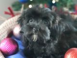 Orjinal Maltepoo Yavrular
