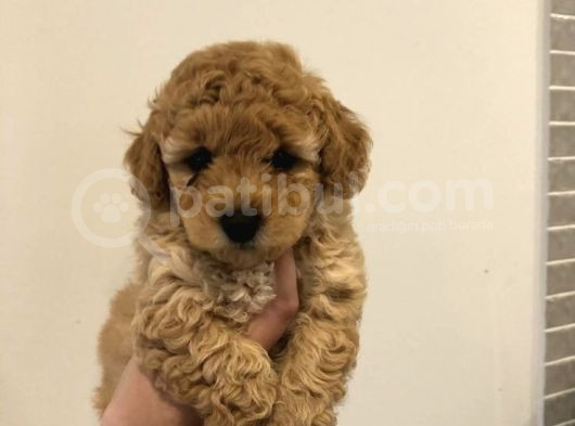 Kahve Tonlu Mini Boy Puppy Sevimli Yavrular Malti̇po Ci̇nsi̇ 
