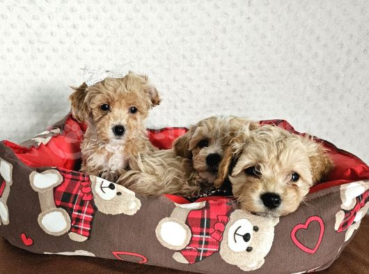 Ev Üretimi Sağlık Garantili Maltipoo Yavrularımız görsel