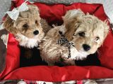 Ev Üretimi Sağlık Garantili Maltipoo Yavrularımız