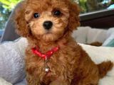 Kıpkırmızı Red tooy poodle sevimli yavrular 