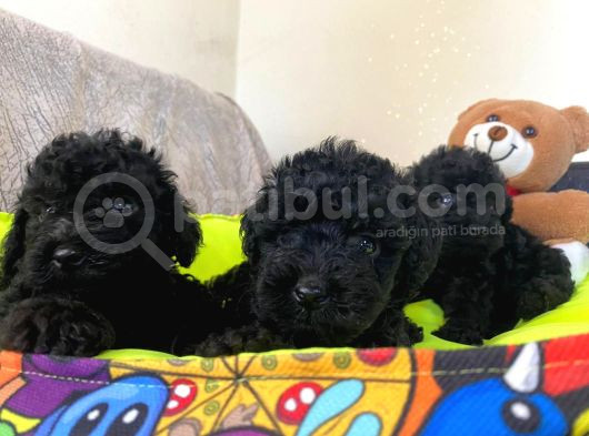 Dizayn Irk Büyümeyen Black Toy Poodle Yavrular görsel