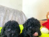 Dizayn Irk Büyümeyen Black Toy Poodle Yavrular