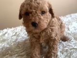 Toy Poodle Yavruları
