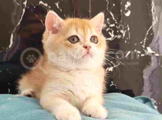 British Shorthair  Ny 12 Golden Erkek Bebeğim