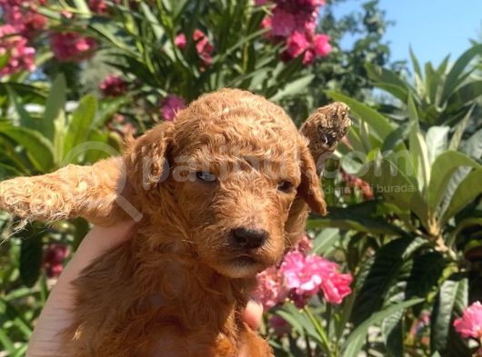 Toy Poodle Yavruları görsel