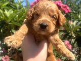 Toy Poodle Yavruları