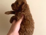 Kore Poodle Yavruları