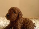 Kore Poodle Yavruları