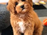 Kahve Tonlu Mini Boy Puppy Sevimli Yavrular Malti̇po Ci̇nsi̇ 