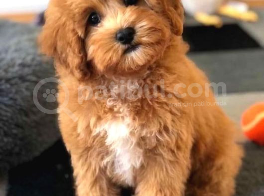 Kahve Tonlu Mini Boy Puppy Sevimli Yavrular Malti̇po Ci̇nsi̇  görsel