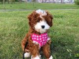 Kıpkırmızı Red Tooy Poodle Sevimli Yavrular 