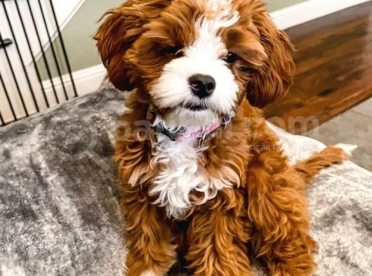 Red Braw Kıpkırmızı Ev Üretimi Tooy Poodle  görsel