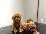 Toy Poodle Kahverengi̇ Red Brown Bebekler Sevi̇mli̇ Ev Bakimi