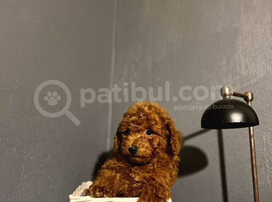 Toy Poodle Kahverengi̇ Red Brown Bebekler Sevi̇mli̇ Ev Bakimi görsel