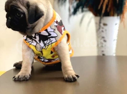 Şhow Kalite Pug Mops görsel