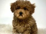 Mini Puppy Boy Kıpkırmızı Red Braw Tooy Poodle 