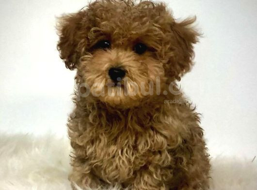 Mini puppy boy kıpkırmızı red braw tooy poodle 