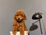 Toy Poodle Kahverengi̇ Red Brown Bebekler Sevi̇mli̇ Ev Bakimi