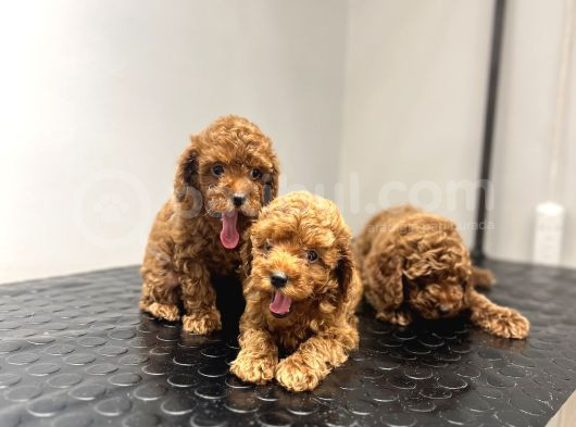 Toy Poodle Kahverengi̇ Red Brown Bebekler Sevi̇mli̇ Ev Bakimi görsel
