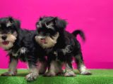 Schnauzer Yavru