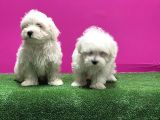 Maltese Terri̇er Yavrusu
