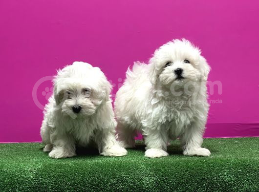 Maltese Terri̇er Yavrusu görsel