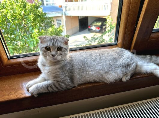 İki Kardeş görsel