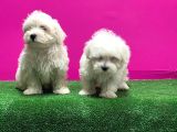 Maltese Terri̇er Yavrusu