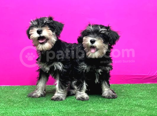 Schnauzer Yavru görsel