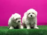 Maltese Terri̇er Yavrusu