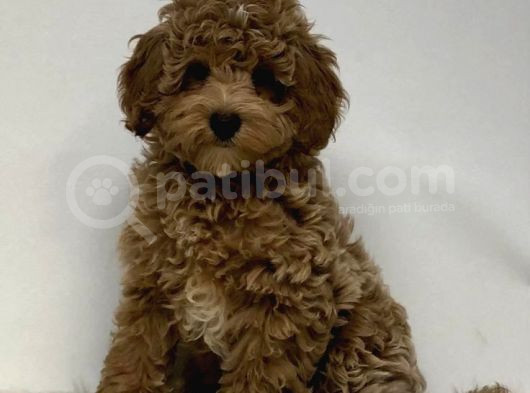 Mini Puppy Boy Kıpkırmızı Red Braw Tooy Poodle  görsel