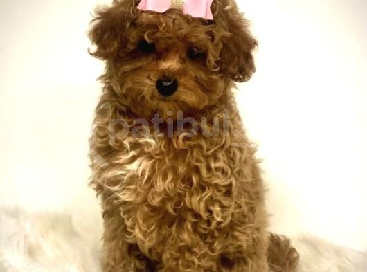Kahve Tonlu Puppy Kıvırcık Tüylü Malti̇po Ci̇nsi̇ 