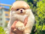 BOO SURATLI MİNİ POMERANİAN YAVRULAR