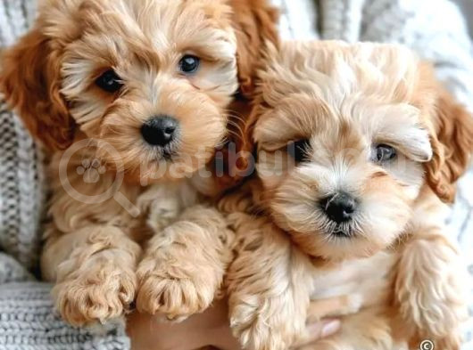 Kıpkırmızı Red Tooy Poodle Sevimli Yavrular  görsel