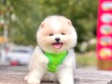 Boo Suratli Mi̇ni̇ Pomerani̇an Yavrular