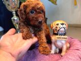 En Zeki Tuvalet Eğitimli A Secereli Toy Poodle