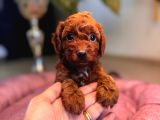 En zeki Tuvalet eğitimli a secereli toy poodle