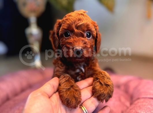 En Zeki Tuvalet Eğitimli A Secereli Toy Poodle
